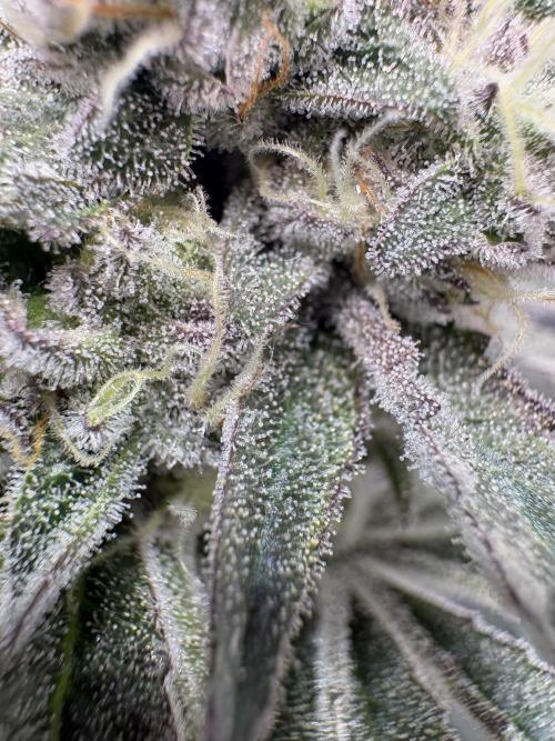 Gushers. Week 15