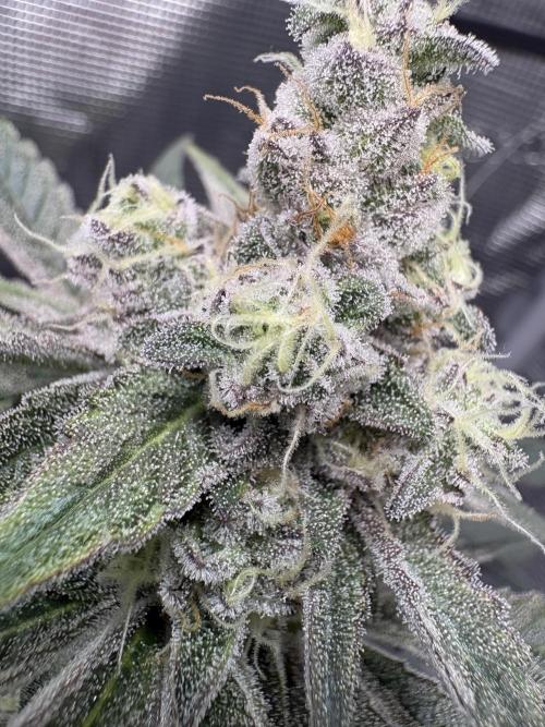 Gushers. Week 15