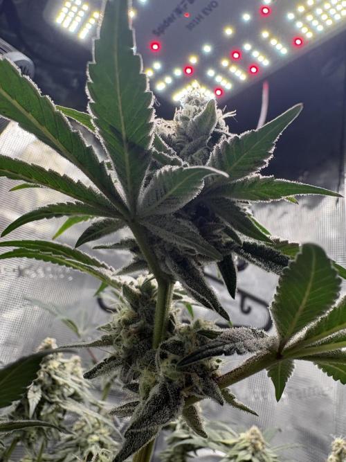 Gushers. Week 15