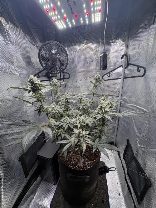 Gushers. Week 15