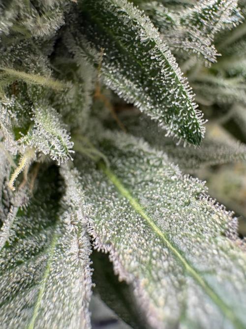 Gushers. Week 15