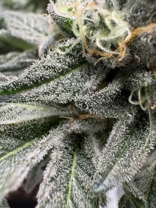 Gushers. Week 15