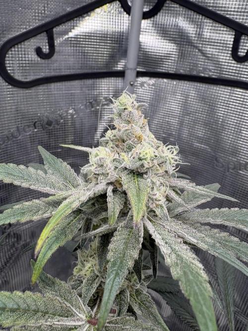 Gushers. Week 15