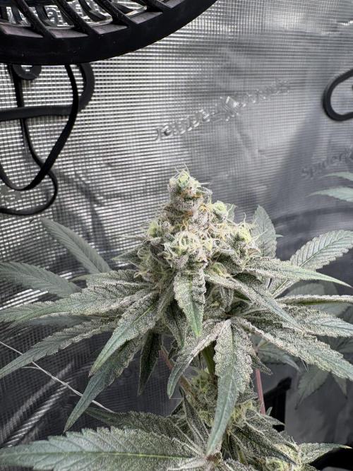 Gushers. Week 15