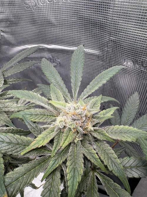 Gushers. Week 15
