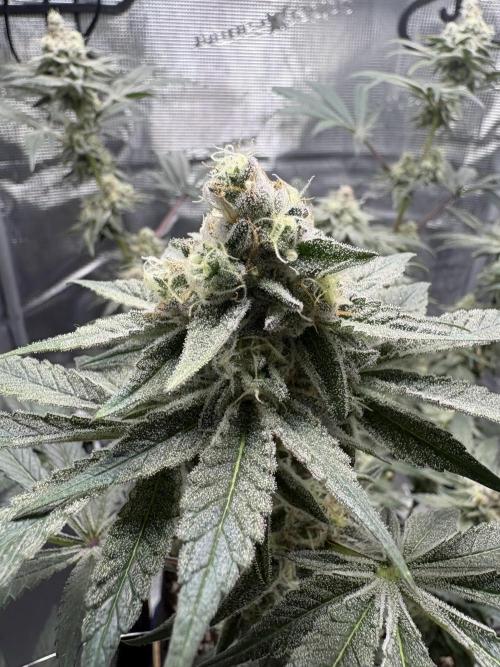 Gushers. Week 15