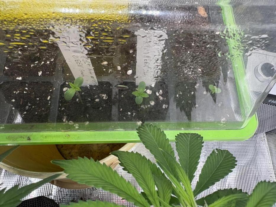 Northern Light Auto. Week 0 - Tag 6 nach der Keimung direkt im Substrat