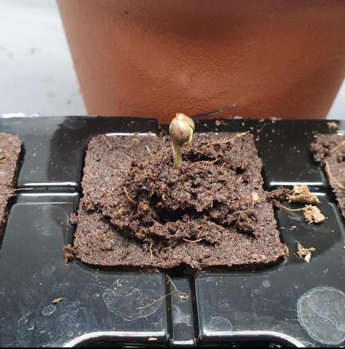 The 7 Club. Week 0 - Germination of seed. Very exciting... right? Not really. 