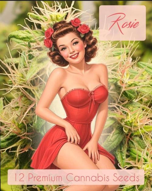 The 7 Club. Week 0 - 🌹 Rosie🌹 
(Mazar/Balkhi)