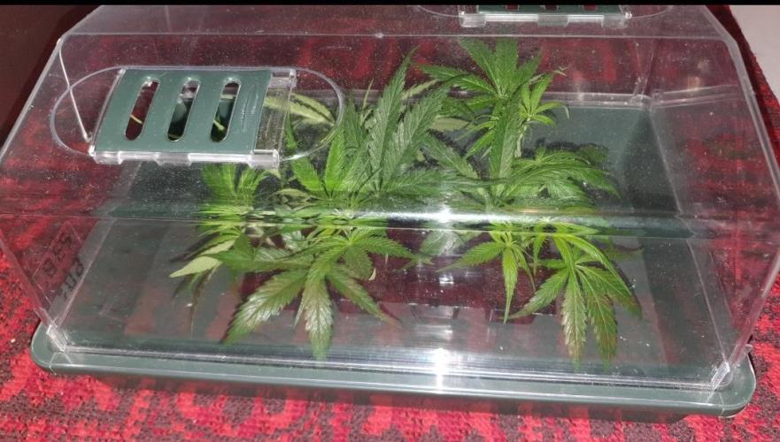 The 7 Club. Week 4 - Humidity dome helps. 