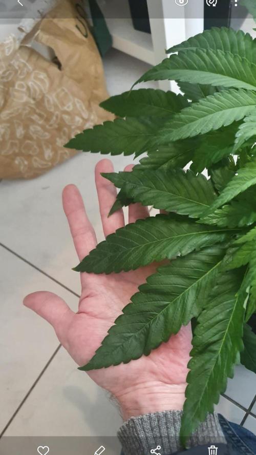 The 7 Club. Week 5 - Healthy