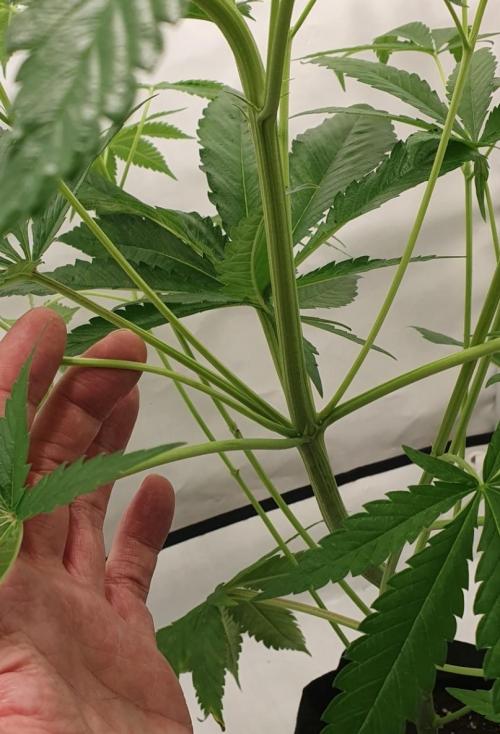 The 7 Club. Week 5 - Spontaneous Polyaxial Growth