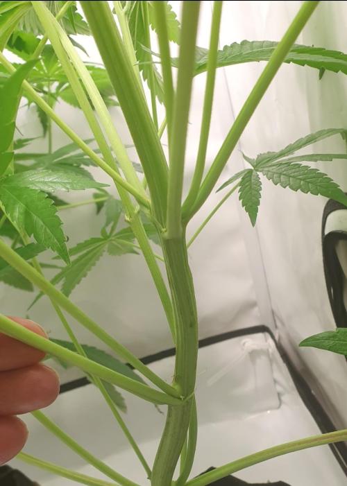 The 7 Club. Week 5 - Spontaneous Polyaxial Growth