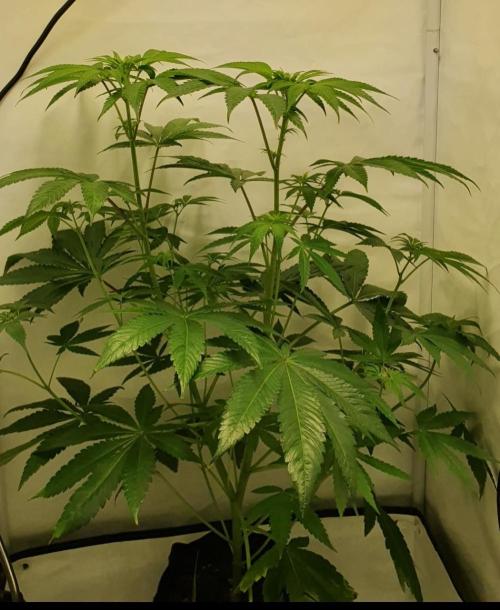 The 7 Club. Week 5 - Spontaneous Polyaxial Growth