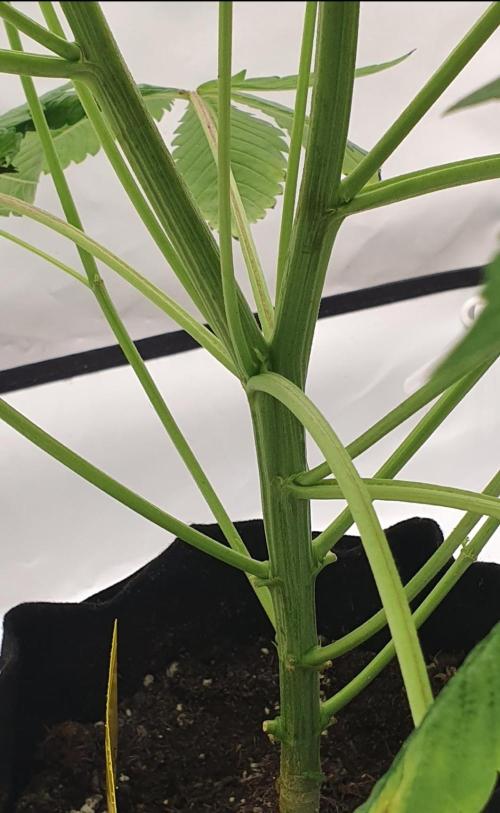 The 7 Club. Week 5 - Spontaneous Polyaxial Growth