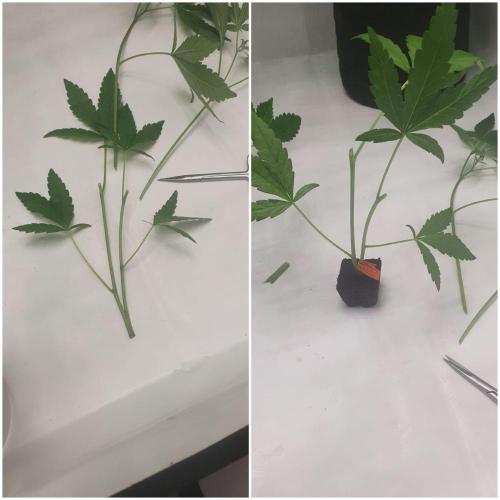 The 7 Club. Week 5 - Bifrucation as clone