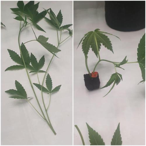 The 7 Club. Week 5 - Bifrucation as clone