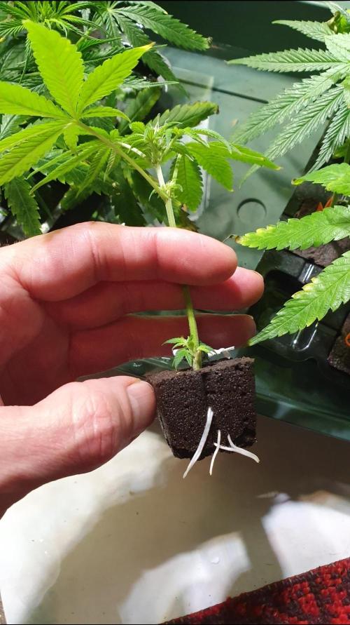 The 7 Club. Week 6 - Some had roots