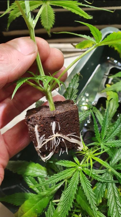 The 7 Club. Week 6 - Some had more