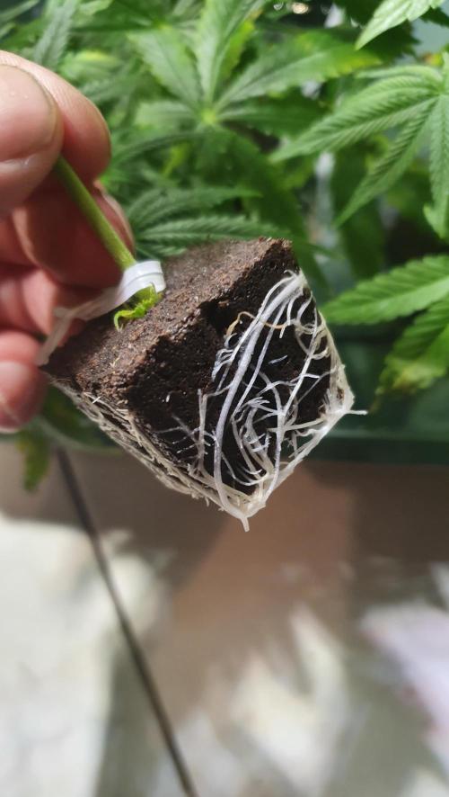 The 7 Club. Week 6 - Some were ready for transplant.