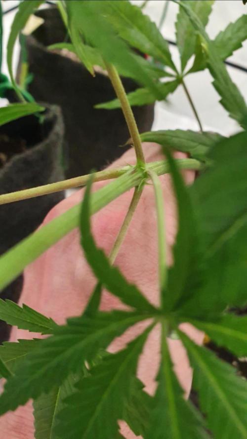 The 7 Club. Week 5 - Spontaneous Polyaxial Growth 