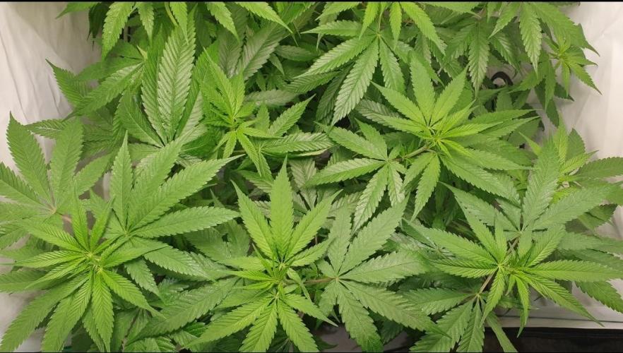 The 7 Club. Week 7 - Kerala is interesting.