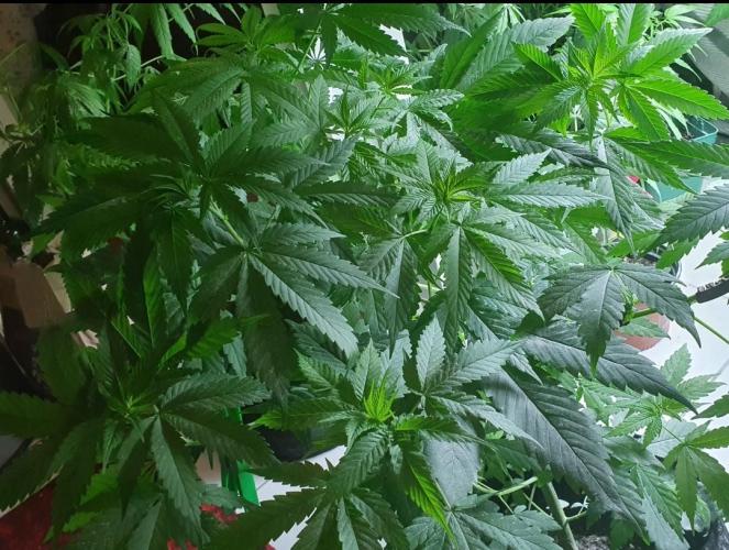 Rosie. Week 5 - No signs of mutations or problems. Another light dusting of DE on/around 