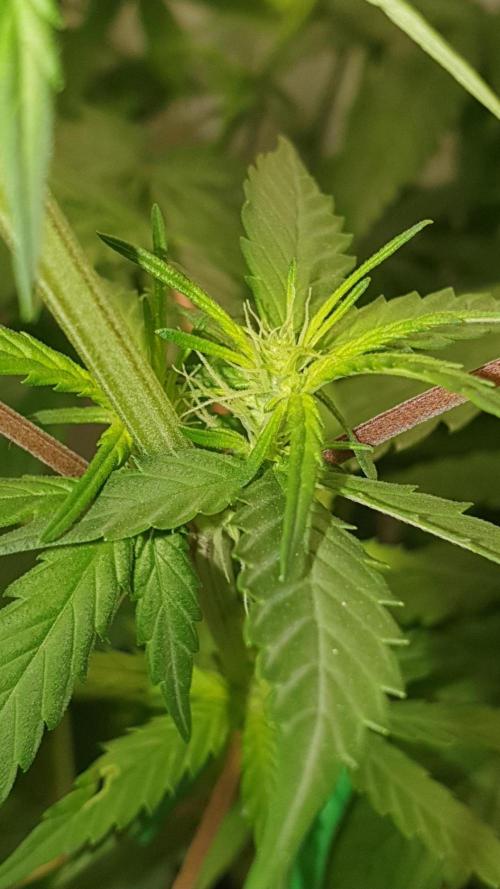 🥀 Rosie 🌹. Week 9 - Beautiful red stems are characteristic. Expected.