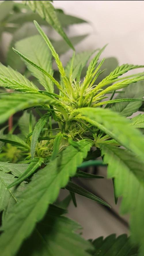 🥀 Rosie 🌹. Week 9