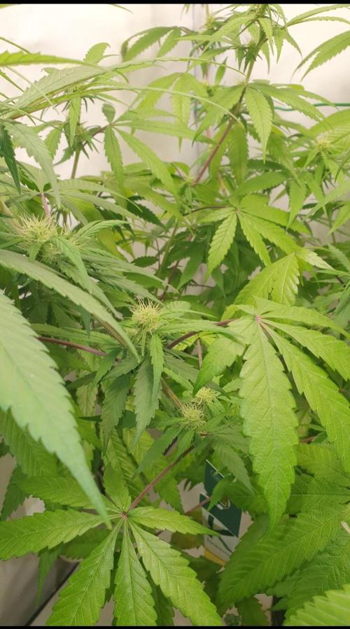 🥀 Rosie 🌹. Week 11