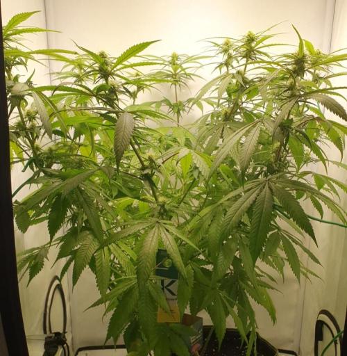 🥀 Rosie 🌹. Week 11 - LST on this female has worked well.