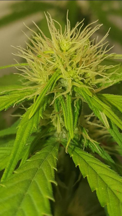 🥀 Rosie 🌹. Week 11 - Pistils begin to turn pink signaling she is becoming ready for pollination.