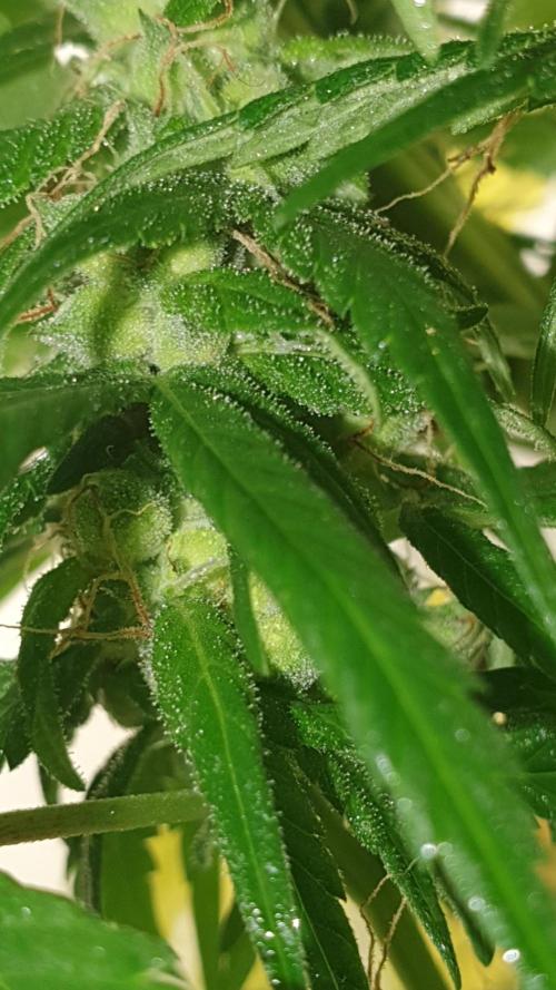 🥀 Rosie 🌹. Week 12 - Seeds on the way