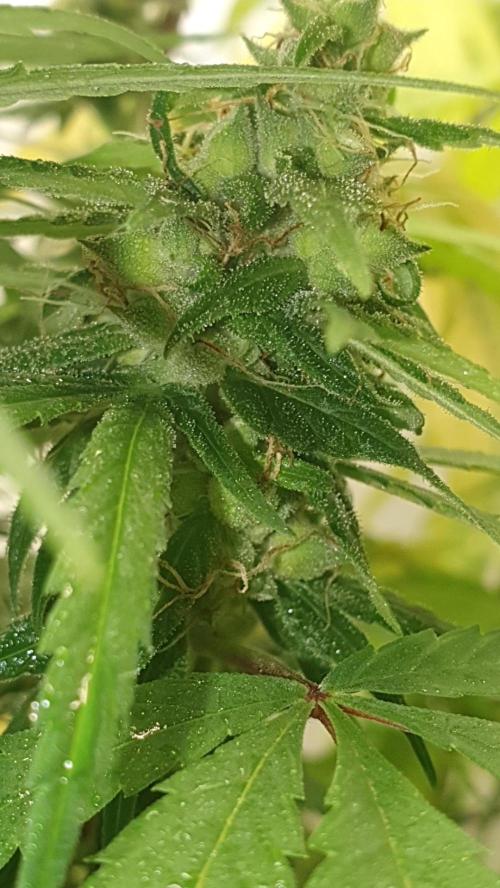 🥀 Rosie 🌹. Week 12 - Seeds on the way