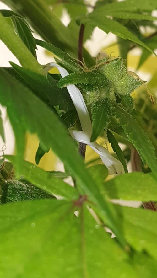 🥀 Rosie 🌹. Week 12 - Marked 