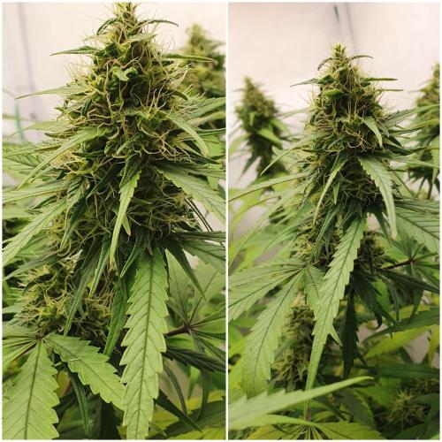 🥀 Rosie 🌹. Week 13 - Filling out