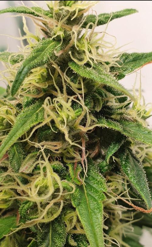 🥀 Rosie 🌹. Week 14