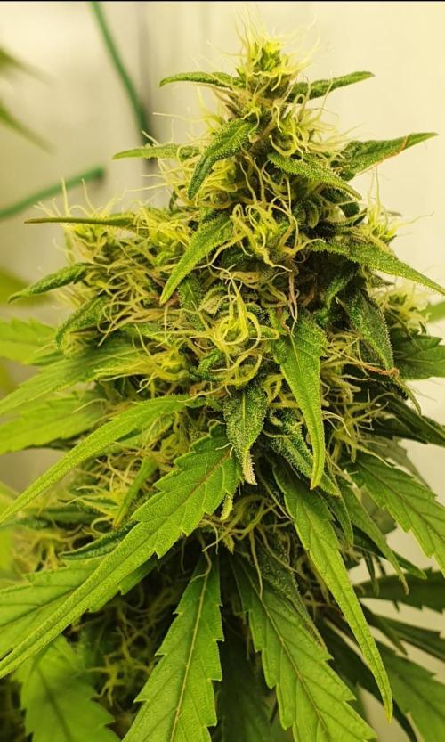 🥀 Rosie 🌹. Week 14