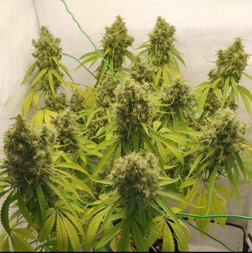 🥀 Rosie 🌹. Week 15