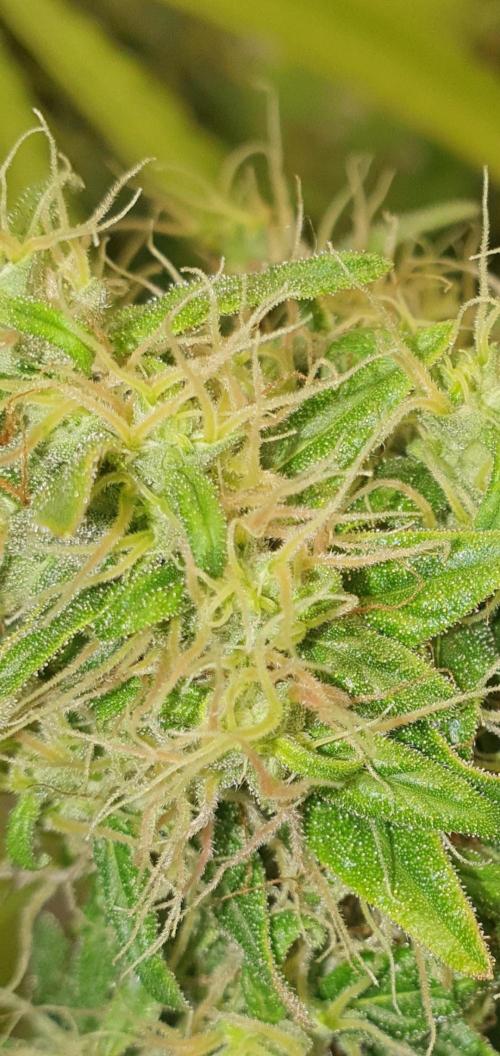 🥀 Rosie 🌹. Week 15