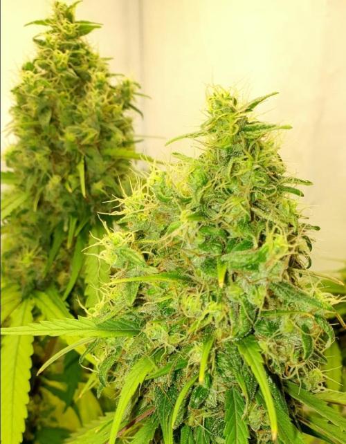 🥀 Rosie 🌹. Week 15