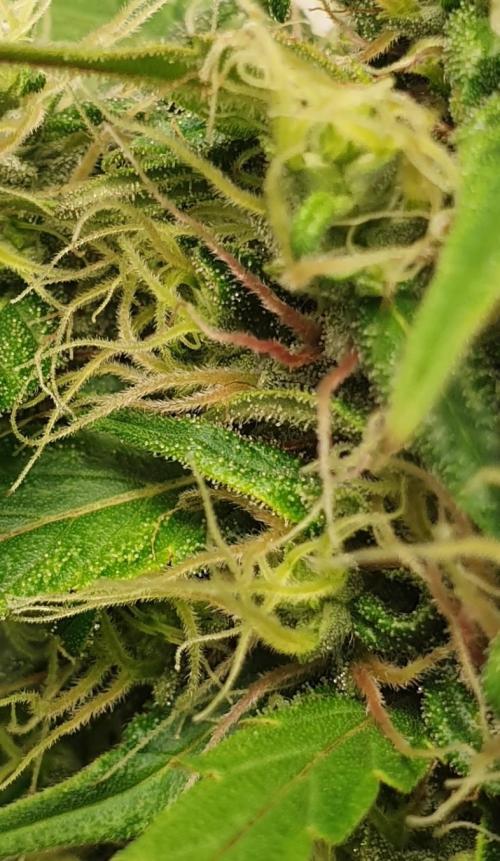 🥀 Rosie 🌹. Week 15