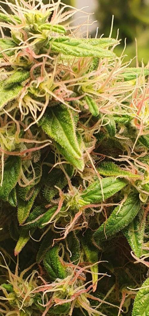 🥀 Rosie 🌹. Week 17