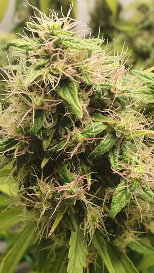 🥀 Rosie 🌹. Week 17