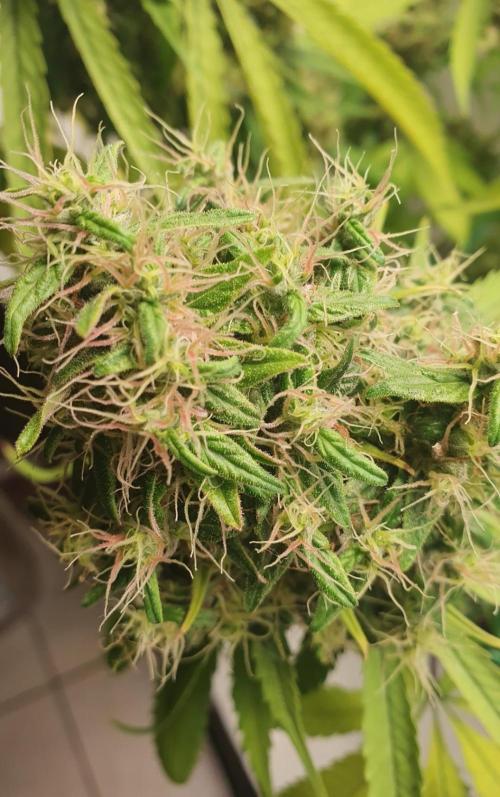 🥀 Rosie 🌹. Week 17