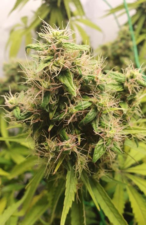 🥀 Rosie 🌹. Week 17