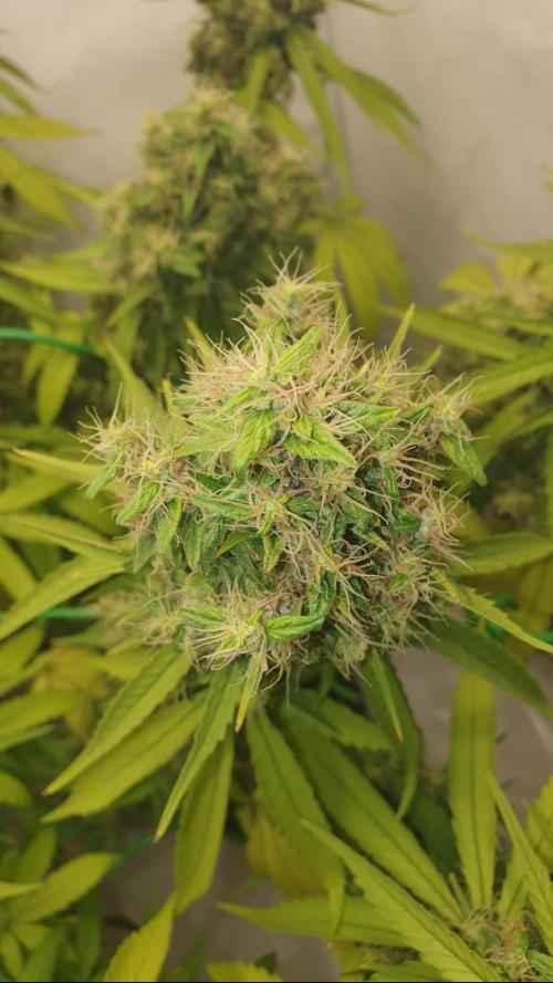 🥀 Rosie 🌹. Week 17