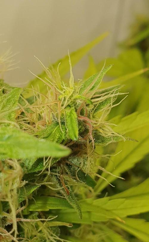 🥀 Rosie 🌹. Week 17