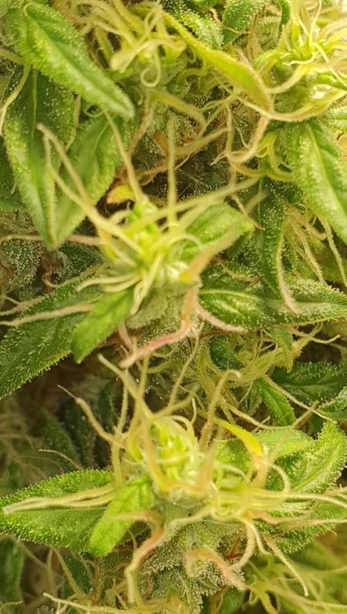 🥀 Rosie 🌹. Week 17