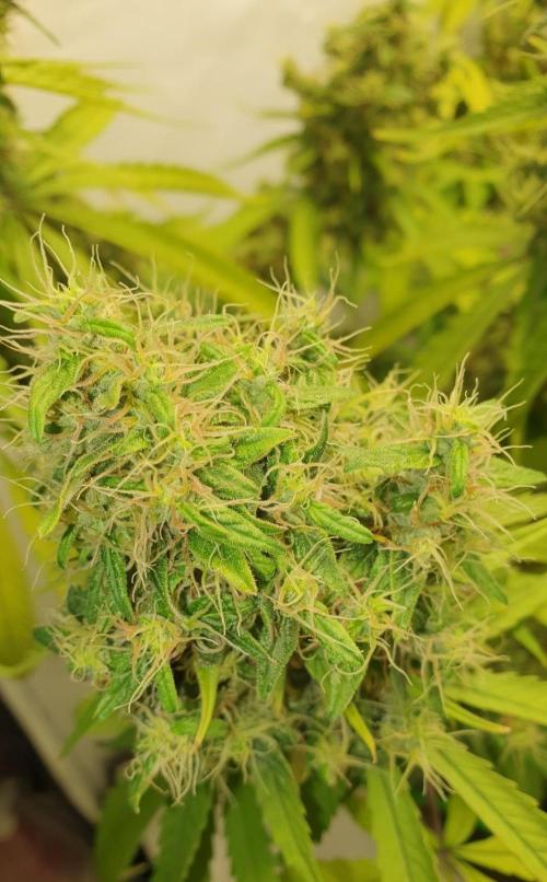 🥀 Rosie 🌹. Week 17